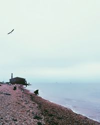 Birds flying over beach