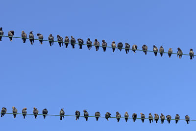 large group of animals