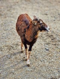 Close-up of goat on field