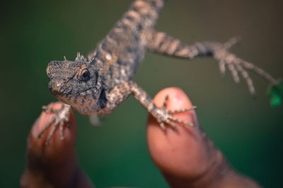 Close-up of hand holding lizard