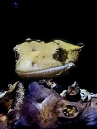 Close-up of turtle in sea