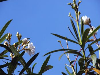 Close-up of white flowers