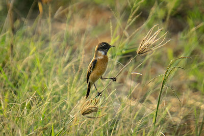 Bird perching on a field