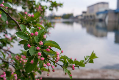 Close-up of pink flowering plant by lake