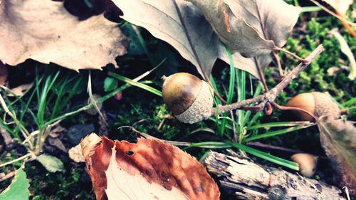 Close-up of mushrooms growing on plant