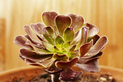 Plant of sempervivum tectorum ,the common houseleek with water drops , succulent evergreen plant