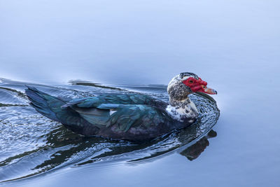 High angle view of bird perching on lake