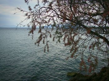 Close-up of tree by sea against sky