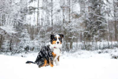 Dog running on snow covered field