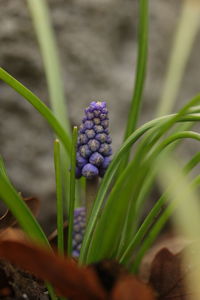 Close-up of plant