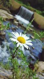 Close-up of fresh white daisy flowers