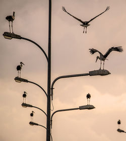 Low angle view of birds perching on street lights against sky