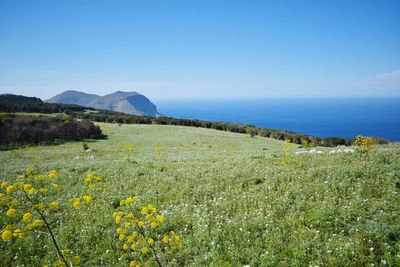 Scenic view of field by sea against clear blue sky