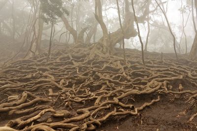 Trees in forest