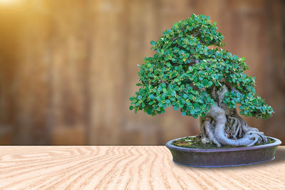 Close-up of plant on table