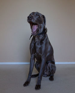 Portrait of dog sitting on wall