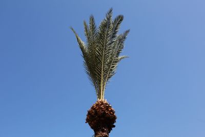 Low angle view of plant against clear blue sky