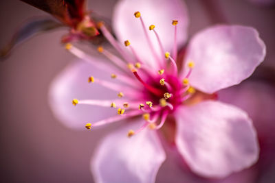 Macro image of the flower of the prunus cerasifera, blooming in the months of march and april 