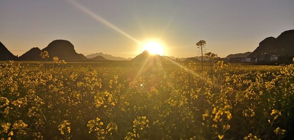 Scenic view of flower field against sky during sunset