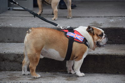 View of dog standing on footpath