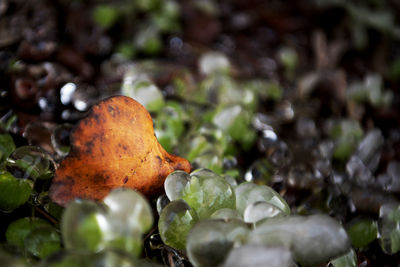 Close-up of orange growing on plant