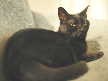 Close-up portrait of a cat