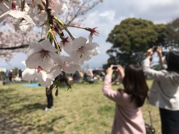 Low angle view of two people on cherry blossom