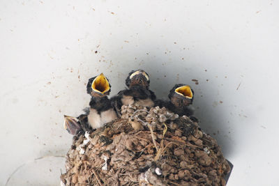 High angle view of birds in nest