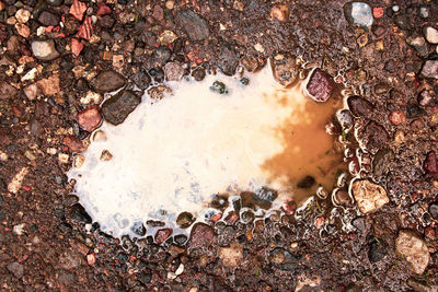 High angle view of animal on rock