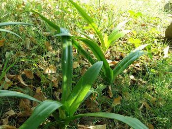 Close-up of plants growing on field