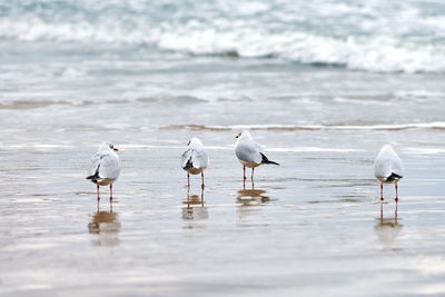 Seagulls walking on seashore. black-headed gulls, walking on sea beach. chroicocephalus ridibundus