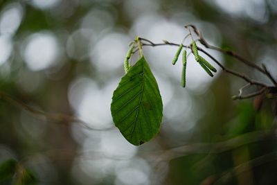 Close-up of plant leaves