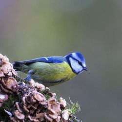 Close-up of bird against blue sky