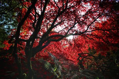 Low angle view of trees in forest during autumn