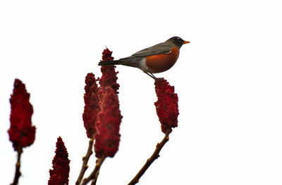 Close-up of bird perching on branch against sky