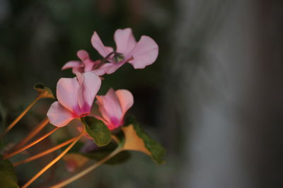 Close-up of pink flowers