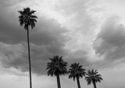 Low angle view of palm trees against sky