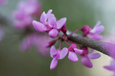 Close-up of pink flowering plant