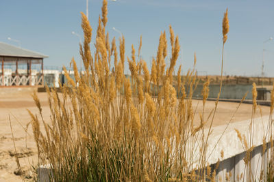 Plants growing on land by building against sky