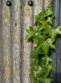 Close-up of plant growing outdoors