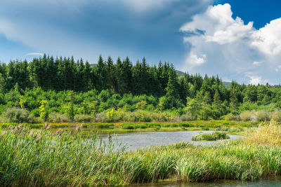 Scenic view of lake by trees against sky