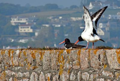 Oystercatchers on stone wall