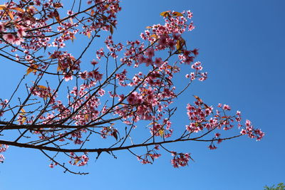 Low angle view of cherry blossoms against blue sky