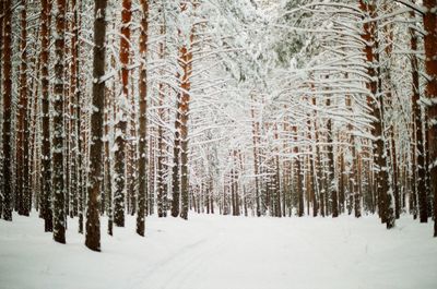 Panoramic view of pine trees in forest during winter