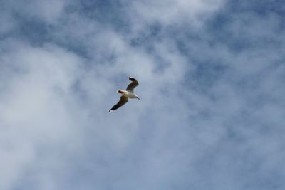 Low angle view of birds flying in sky