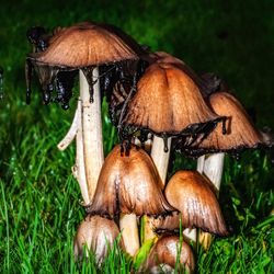 Close-up of mushrooms growing on field