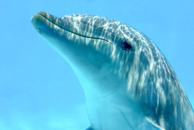 Close-up of dolphin swimming in sea