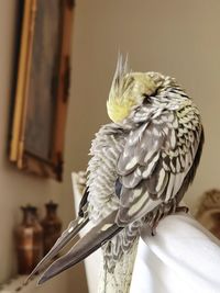 Close-up of parrot perching at home