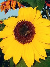 Close-up of sunflower