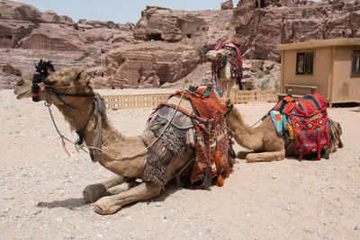 Resting camels waiting for tourists in the archeological site of petra, jordan